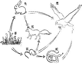 食物链和食物网